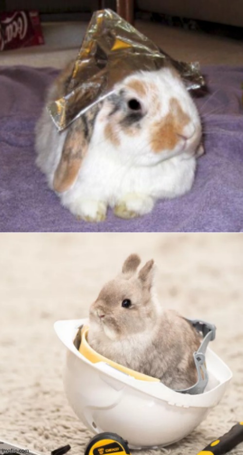 Tin hat vs hard hat template, because everything is better with bunnies | image tagged in tin hat hard hat,bunny,argument | made w/ Imgflip meme maker