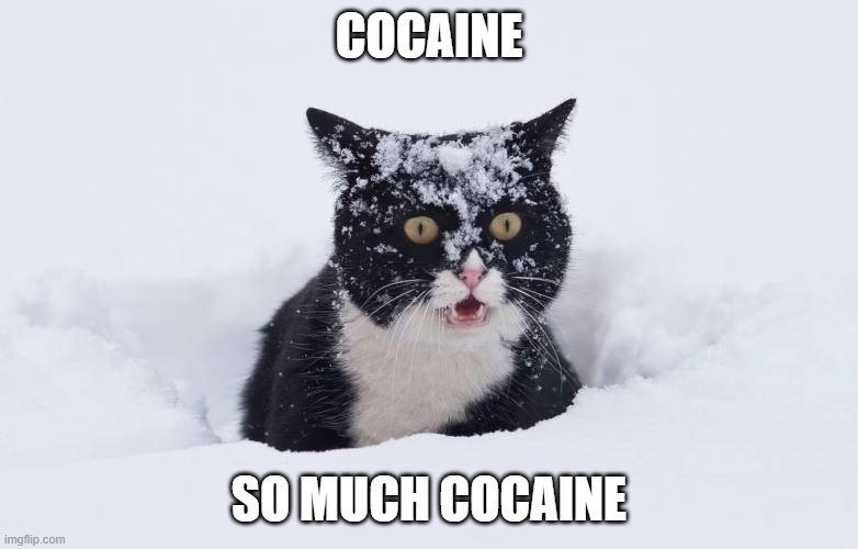 idk im bored but this looks fun | COCAINE; SO MUCH COCAINE | image tagged in memes,cat,lol | made w/ Imgflip meme maker