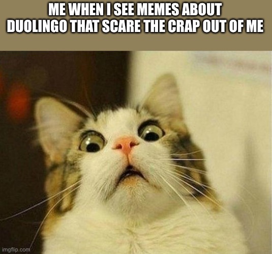Scared Cat Meme | ME WHEN I SEE MEMES ABOUT DUOLINGO THAT SCARE THE CRAP OUT OF ME | image tagged in memes,scared cat,duolingo | made w/ Imgflip meme maker