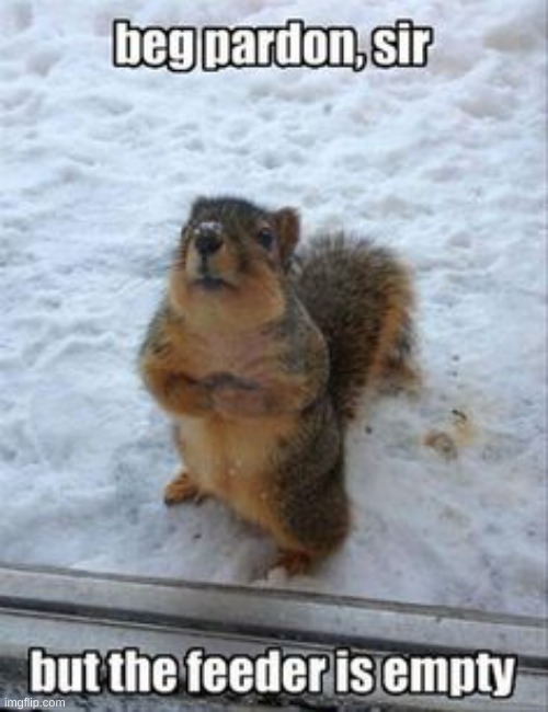 fat squirrel | image tagged in funny squirrel,squirrel,memes,fun | made w/ Imgflip meme maker