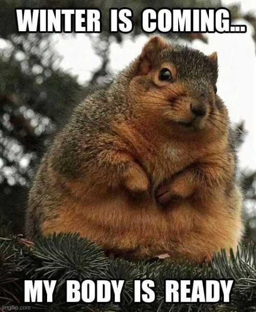 fat squirrel | image tagged in funny animals,funny memes,memes,squirrel | made w/ Imgflip meme maker