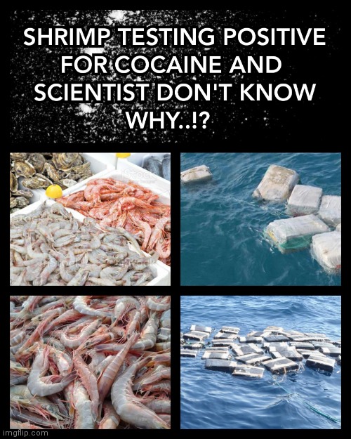 SHRIMP TESTING POSITIVE FOR COCAINE | image tagged in shrimp,cocaine,testing,sea,memes,war on drugs | made w/ Imgflip meme maker