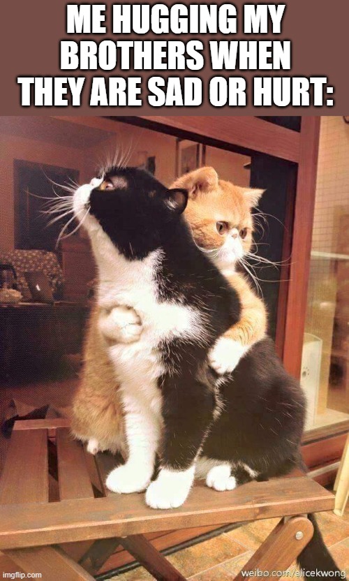 cats hugging | ME HUGGING MY BROTHERS WHEN THEY ARE SAD OR HURT: | image tagged in cats hugging | made w/ Imgflip meme maker