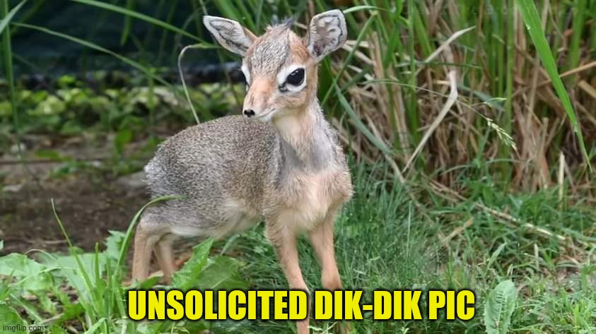 Dik-Dik | UNSOLICITED DIK-DIK PIC | image tagged in cute,dick pic,cute animals | made w/ Imgflip meme maker