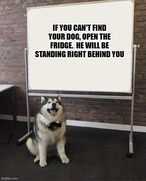 Professor Doggo | IF YOU CAN'T FIND YOUR DOG, OPEN THE FRIDGE.  HE WILL BE STANDING RIGHT BEHIND YOU | image tagged in professor doggo | made w/ Imgflip meme maker