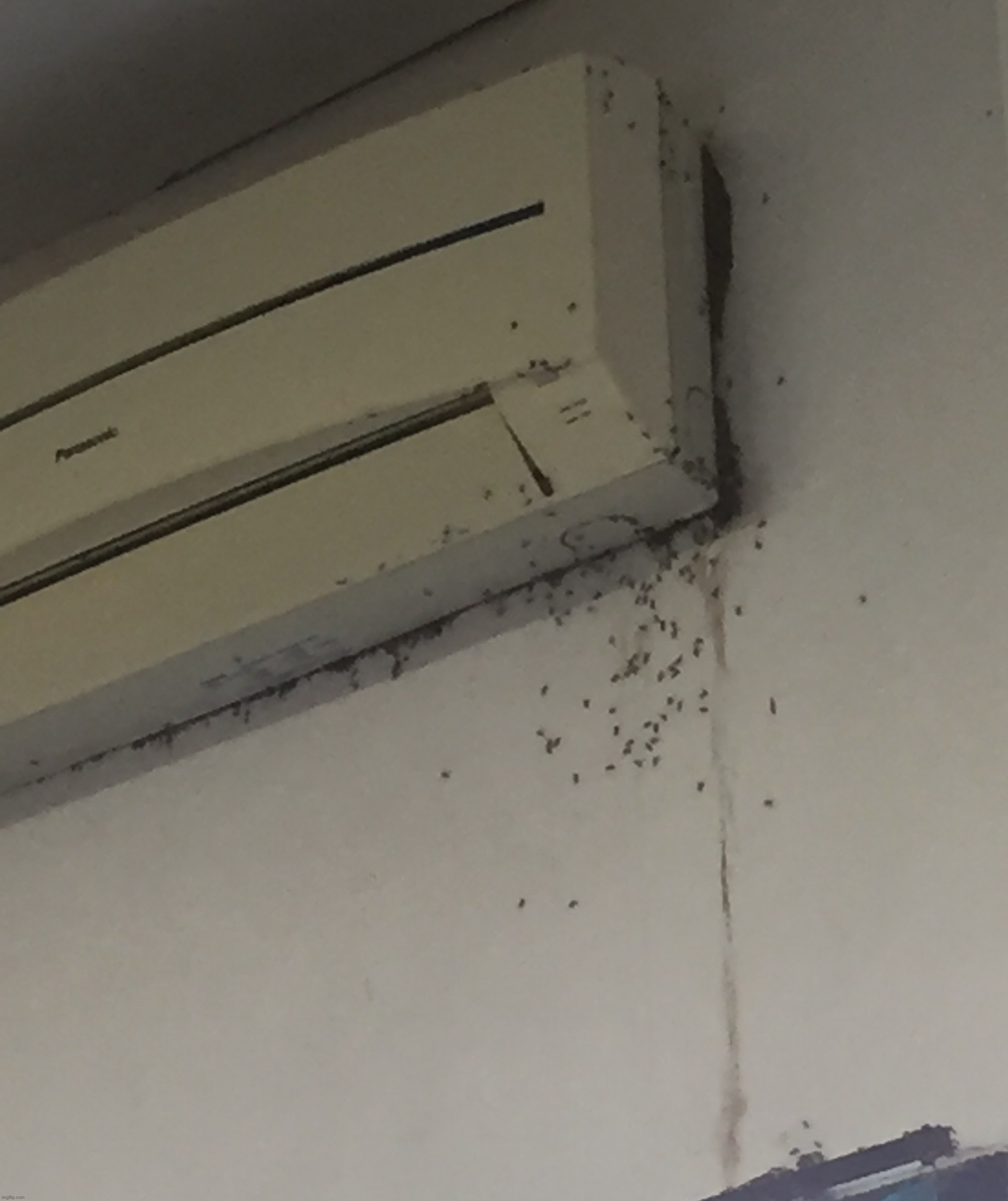 So this is what Covid-19 pandemic done to my class air cooler... IT BECOME A ANTHILL | image tagged in cursed image,anthill,air cooler,ac,ants,ant | made w/ Imgflip meme maker
