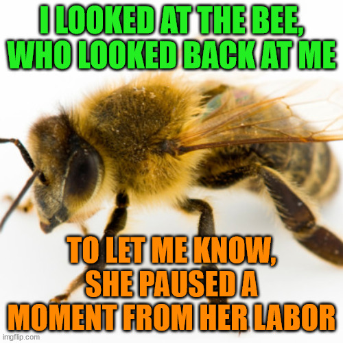 honeybee | I LOOKED AT THE BEE, WHO LOOKED BACK AT ME; TO LET ME KNOW, SHE PAUSED A MOMENT FROM HER LABOR | image tagged in honeybee | made w/ Imgflip meme maker