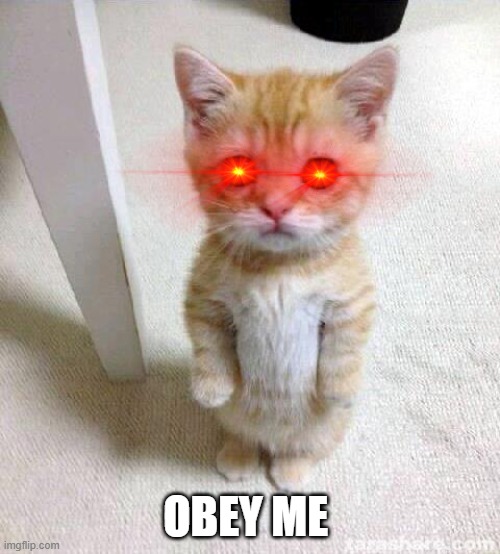 OBEY THE CAT | OBEY ME | image tagged in memes,cute cat | made w/ Imgflip meme maker