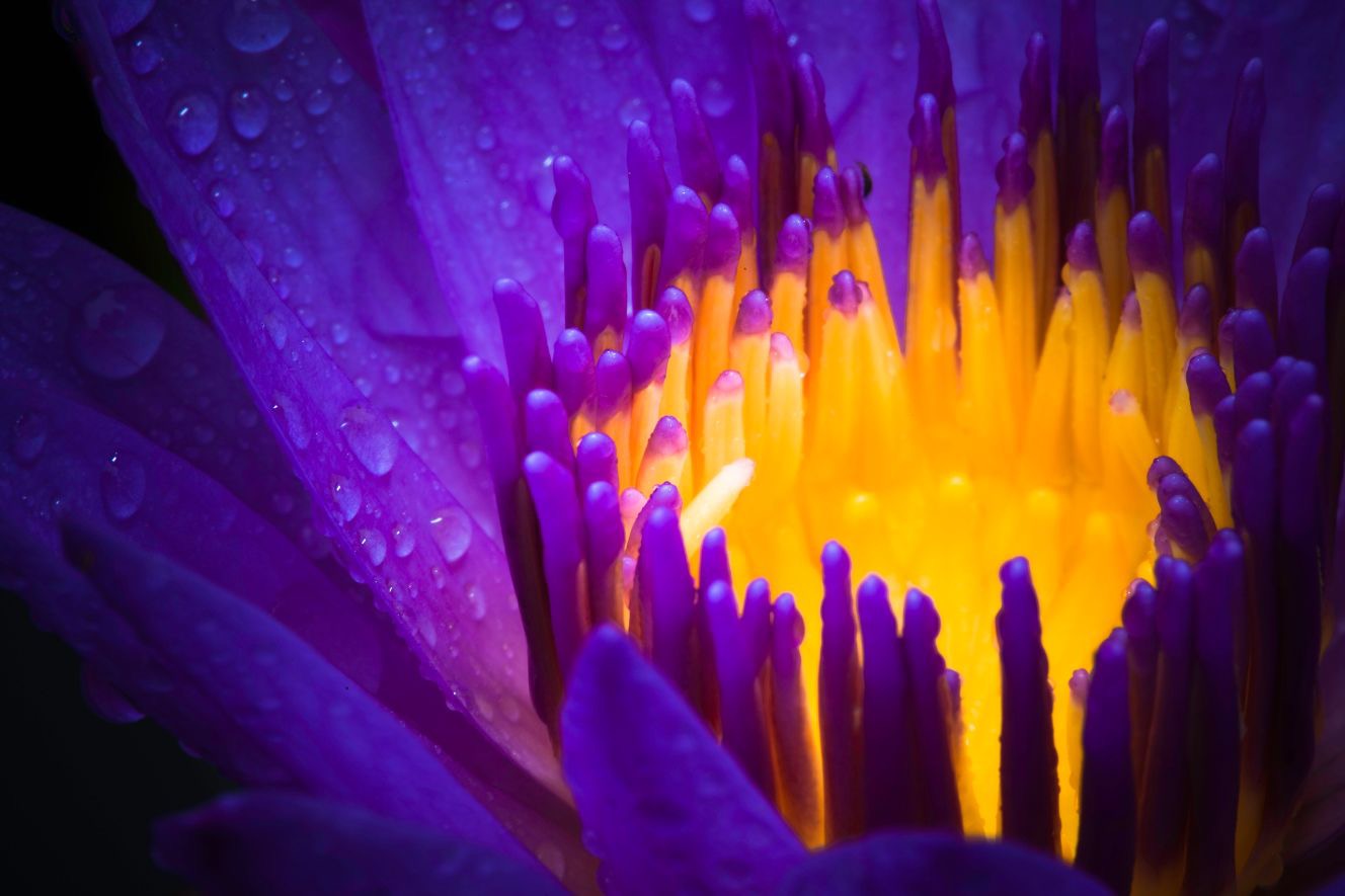 Center of a Flower | image tagged in awesome,pics,photography | made w/ Imgflip meme maker