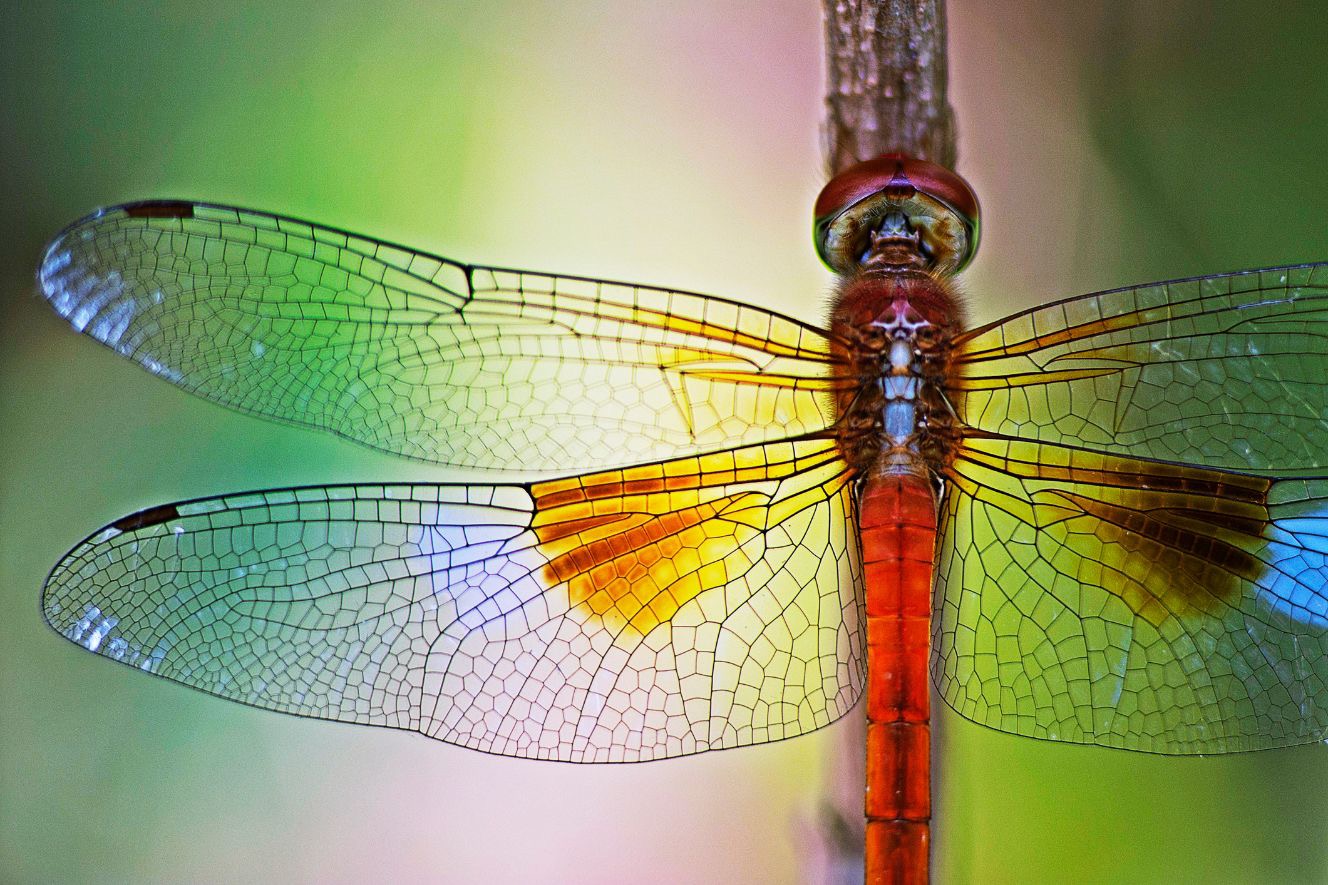 Dragonfly Wings | image tagged in awesome,pics,photography | made w/ Imgflip meme maker