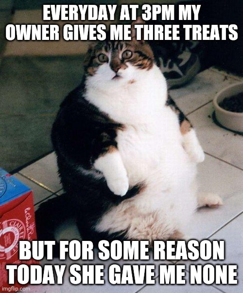 fat cat | EVERYDAY AT 3PM MY OWNER GIVES ME THREE TREATS; BUT FOR SOME REASON TODAY SHE GAVE ME NONE | image tagged in fat cat | made w/ Imgflip meme maker