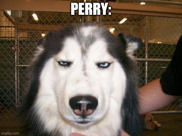seriously_husky | PERRY: | image tagged in seriously_husky | made w/ Imgflip meme maker