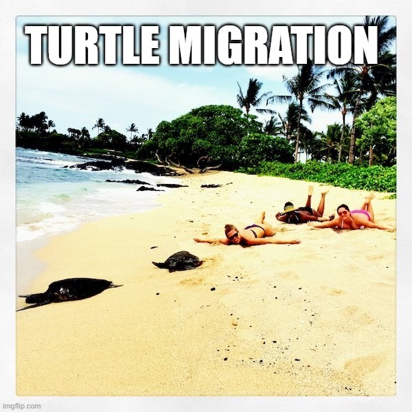 TURTLE MIGRATION | image tagged in turtle | made w/ Imgflip meme maker