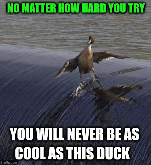 ...... | image tagged in ducks | made w/ Imgflip meme maker