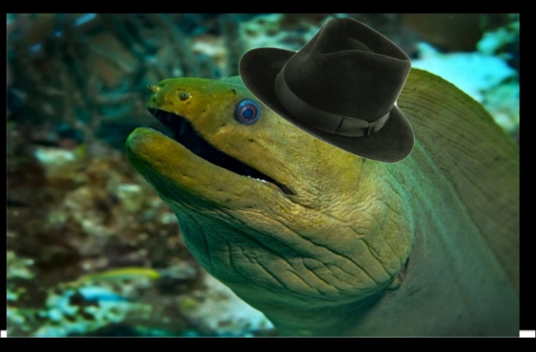 Moray eel in a fedora Blank Meme Template