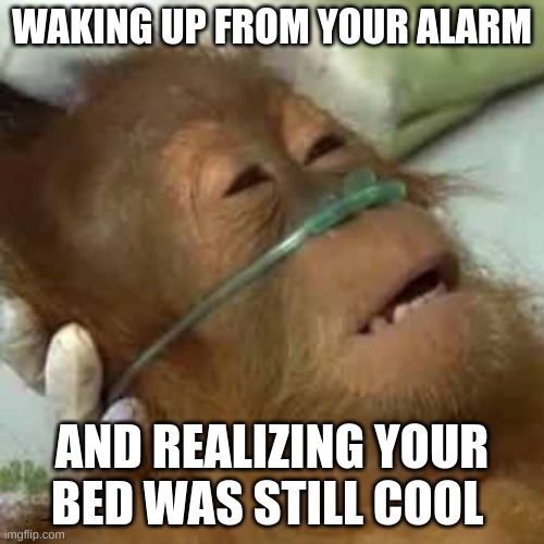 Dying orangutan | WAKING UP FROM YOUR ALARM; AND REALIZING YOUR BED WAS STILL COOL | image tagged in dying orangutan,sleep | made w/ Imgflip meme maker