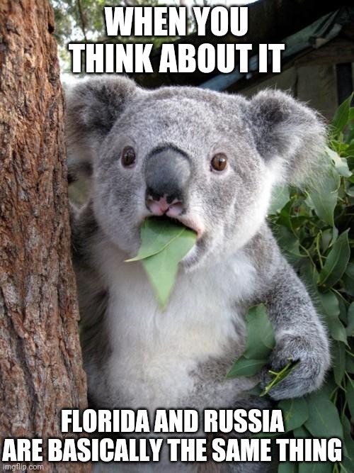well kinda | WHEN YOU THINK ABOUT IT; FLORIDA AND RUSSIA ARE BASICALLY THE SAME THING | image tagged in memes,surprised koala | made w/ Imgflip meme maker