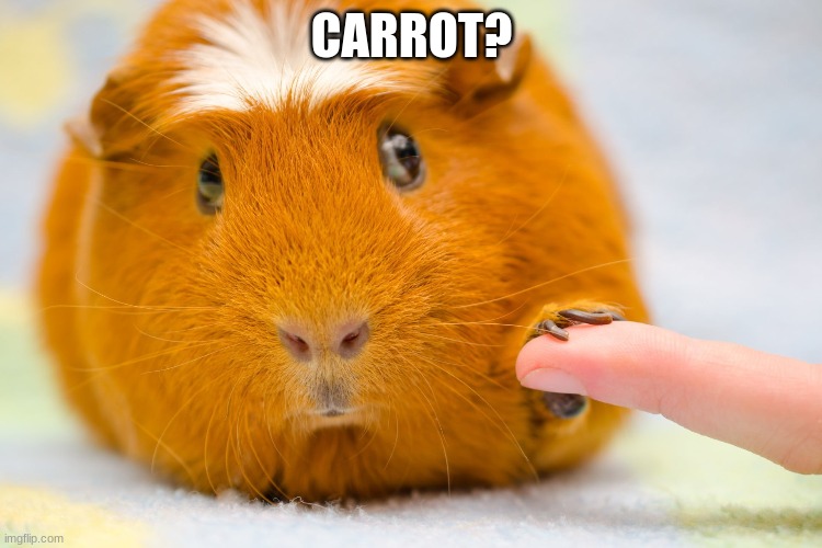 food? | CARROT? | image tagged in guinea pig,veggies | made w/ Imgflip meme maker