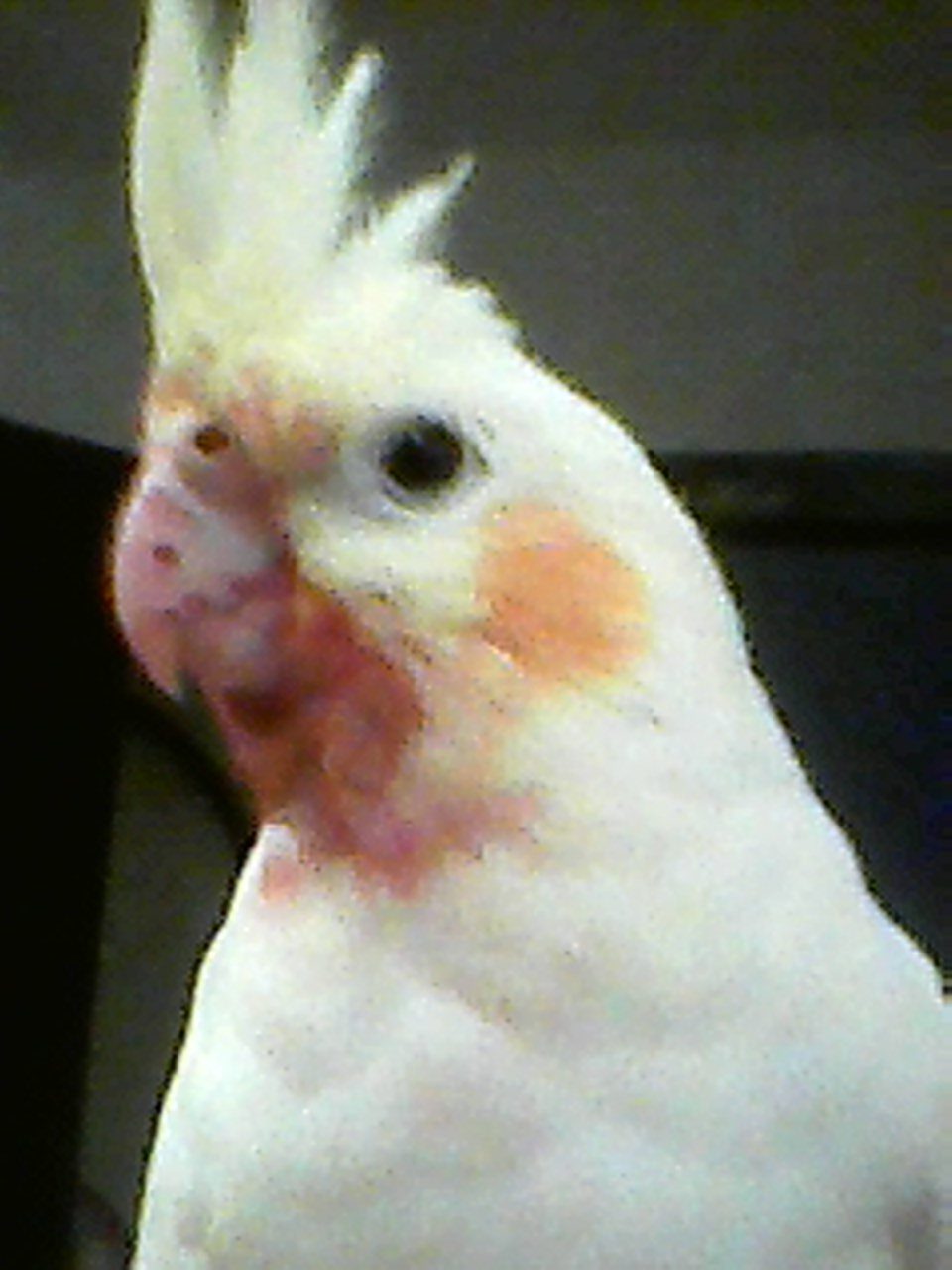 High Quality Bloodtiel (it's beetroot) Blank Meme Template