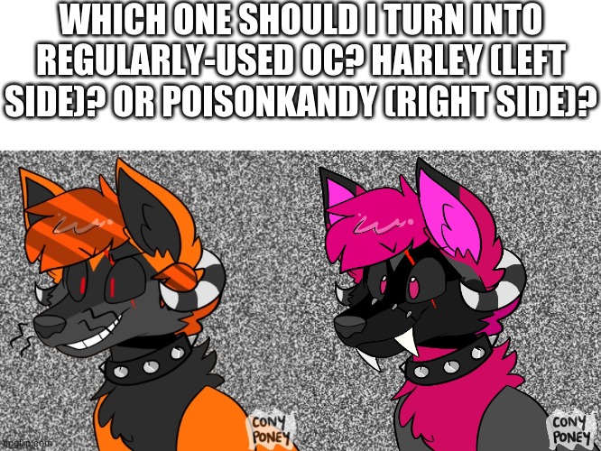 Should I rename the pink one???? | WHICH ONE SHOULD I TURN INTO REGULARLY-USED OC? HARLEY (LEFT SIDE)? OR POISONKANDY (RIGHT SIDE)? | made w/ Imgflip meme maker