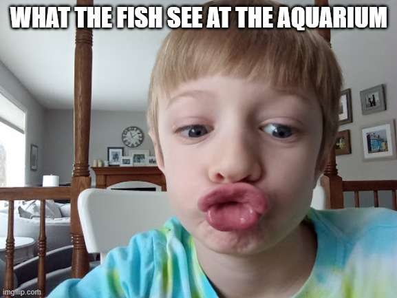 fish  face  kid | WHAT THE FISH SEE AT THE AQUARIUM | image tagged in fish face meme kid | made w/ Imgflip meme maker