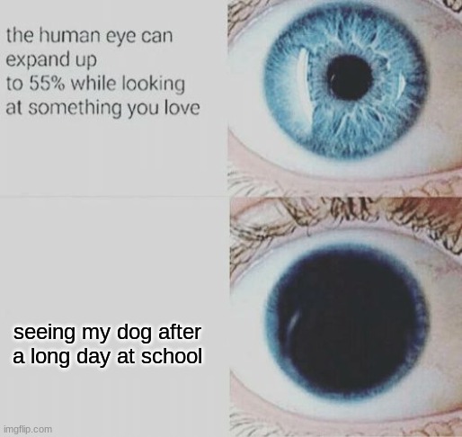 Meme | seeing my dog after a long day at school | image tagged in eye pupil expand,memes,wholesome,so true memes | made w/ Imgflip meme maker