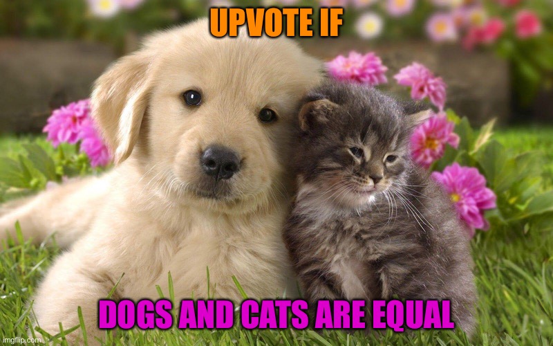 Cats and dogs are = | UPVOTE IF; DOGS AND CATS ARE EQUAL | image tagged in cats,dogs,cute cat,cute puppy | made w/ Imgflip meme maker