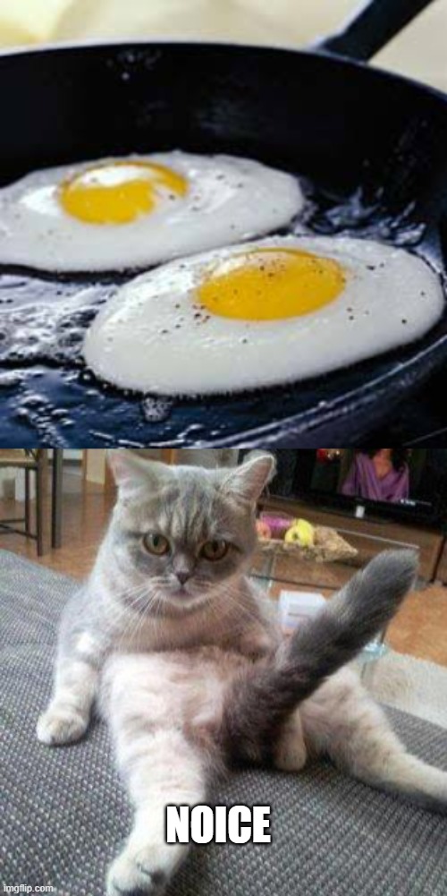 NOICE | image tagged in fried eggs,cat boner | made w/ Imgflip meme maker