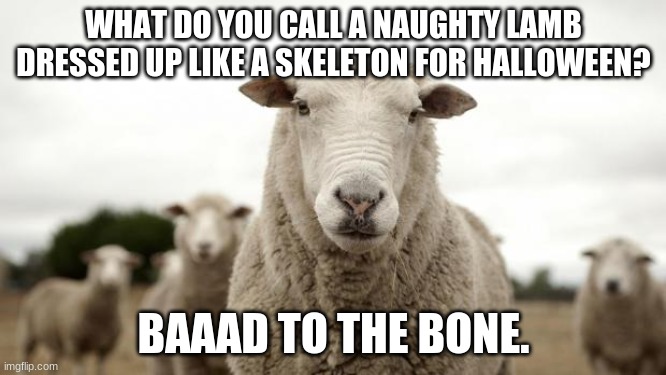 SHEEP | WHAT DO YOU CALL A NAUGHTY LAMB DRESSED UP LIKE A SKELETON FOR HALLOWEEN? BAAAD TO THE BONE. | image tagged in sheep | made w/ Imgflip meme maker