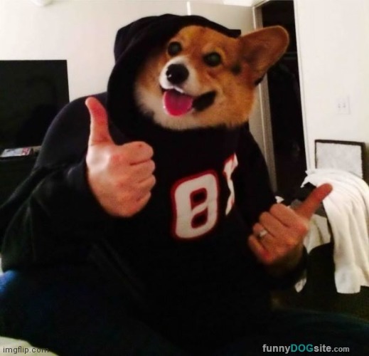 Thumbs up dog | image tagged in thumbs up dog | made w/ Imgflip meme maker