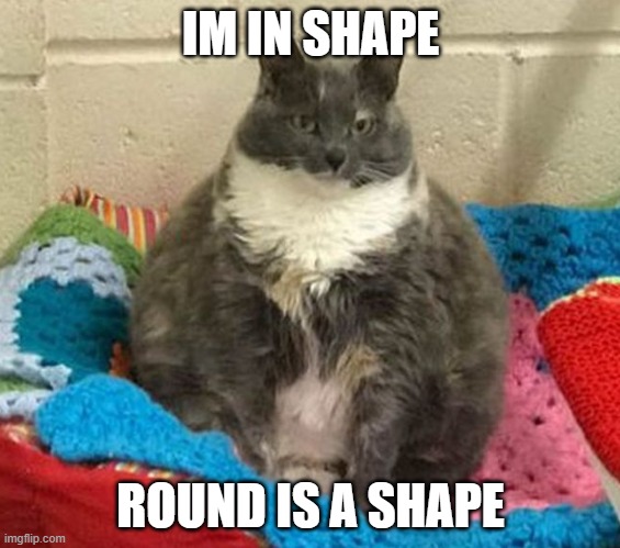 wut? | IM IN SHAPE; ROUND IS A SHAPE | image tagged in thicc cat | made w/ Imgflip meme maker