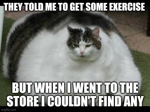 Round cat | THEY TOLD ME TO GET SOME EXERCISE; BUT WHEN I WENT TO THE STORE I COULDN'T FIND ANY | image tagged in fat cat | made w/ Imgflip meme maker
