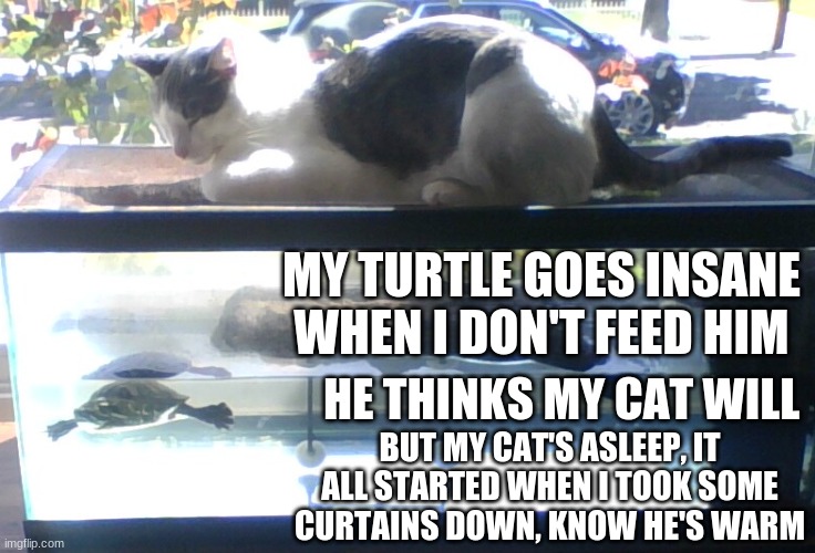MY TURTLE GOES INSANE WHEN I DON'T FEED HIM; HE THINKS MY CAT WILL; BUT MY CAT'S ASLEEP, IT ALL STARTED WHEN I TOOK SOME CURTAINS DOWN, KNOW HE'S WARM | image tagged in my turtle,is going insane,why does my turtle,think that my cat,will feed him,even though hes asleep | made w/ Imgflip meme maker