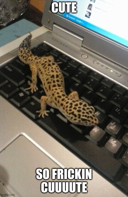 Leopard Gecko named Lana | CUTE; SO FRICKIN CUUUUTE | image tagged in leopard gecko named lana | made w/ Imgflip meme maker