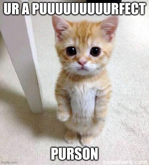Cute Cat | UR A PUUUUUUUUURFECT; PURSON | image tagged in memes,cute cat | made w/ Imgflip meme maker