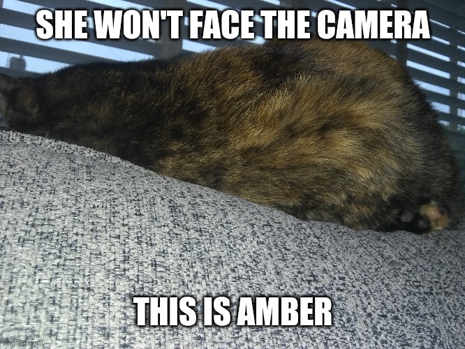 She's sitting on top of my sofa | SHE WON'T FACE THE CAMERA; THIS IS AMBER | image tagged in f | made w/ Imgflip meme maker