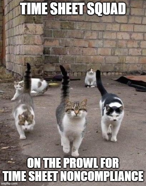 Alley Cats | TIME SHEET SQUAD; ON THE PROWL FOR TIME SHEET NONCOMPLIANCE | image tagged in alley cats | made w/ Imgflip meme maker