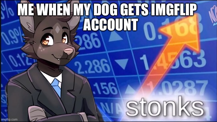 Bork | ACCOUNT; ME WHEN MY DOG GETS IMGFLIP | image tagged in furry stonks | made w/ Imgflip meme maker