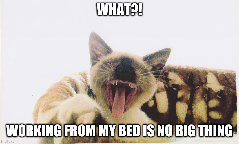KittenLaughing | WHAT?! WORKING FROM MY BED IS NO BIG THING | image tagged in kitten,cat | made w/ Imgflip meme maker