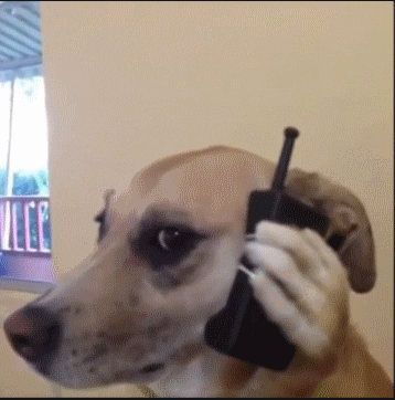 Dog with phone Blank Meme Template