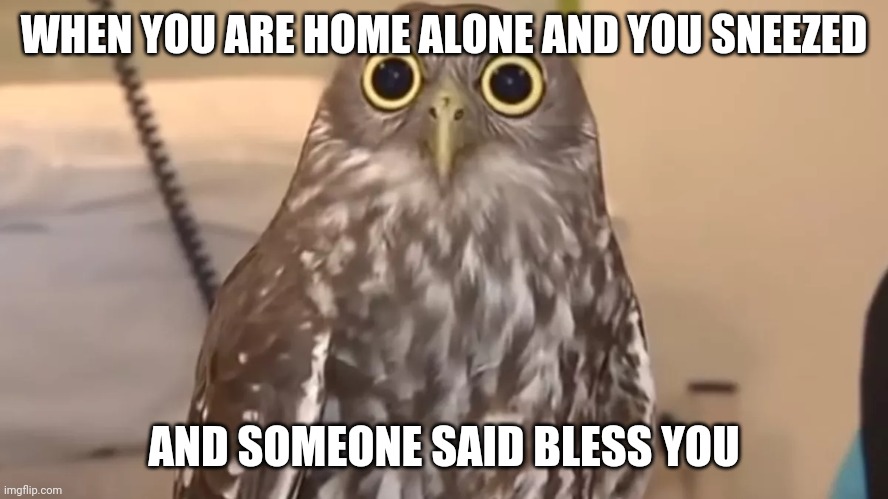 Meme | WHEN YOU ARE HOME ALONE AND YOU SNEEZED; AND SOMEONE SAID BLESS YOU | image tagged in owl | made w/ Imgflip meme maker