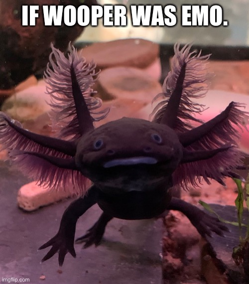 IF WOOPER WAS EMO. | image tagged in o | made w/ Imgflip meme maker