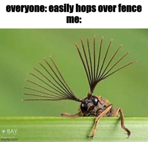 its never graceful | everyone: easily hops over fence
me: | image tagged in bugs | made w/ Imgflip meme maker