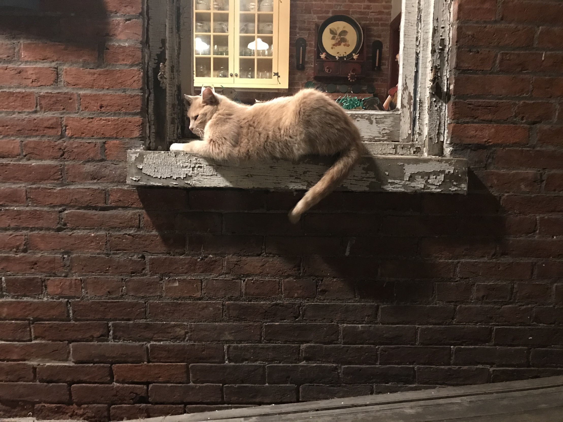 High Quality Cat at Night Sitting on Windowsill Blank Meme Template