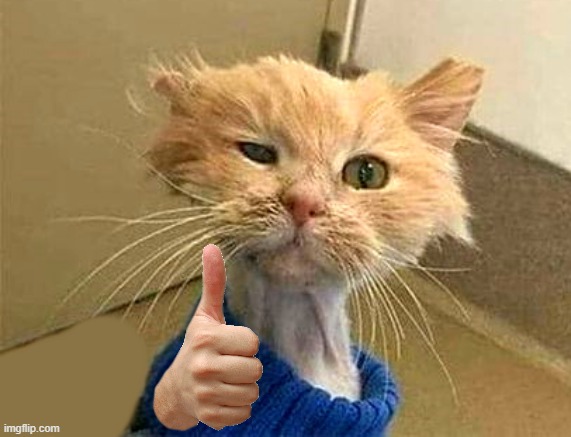 High Quality thumb cat Blank Meme Template
