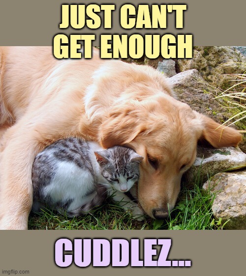JUST CAN'T GET ENOUGH CUDDLEZ... | made w/ Imgflip meme maker