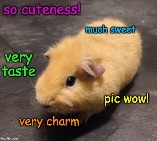 Karen-hunter is bringing epic levels of cute | so cuteness! much sweet; very taste; pic wow! very charm | image tagged in guinea pig,doge,cute | made w/ Imgflip meme maker