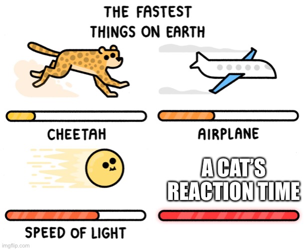 it is literally instant | A CAT’S REACTION TIME | image tagged in fastest thing on earth | made w/ Imgflip meme maker