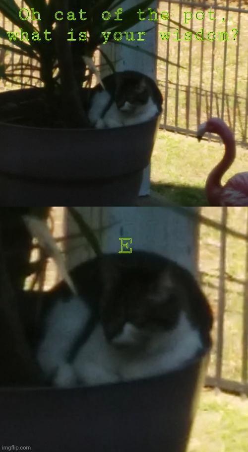 E | Oh cat of the pot, what is your wisdom? E | image tagged in cat of the pot,cats,plant,what is your wisdom,e | made w/ Imgflip meme maker