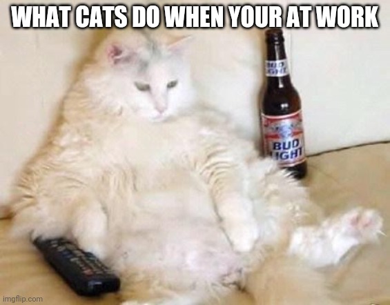 Your cat when your at work | WHAT CATS DO WHEN YOUR AT WORK | made w/ Imgflip meme maker